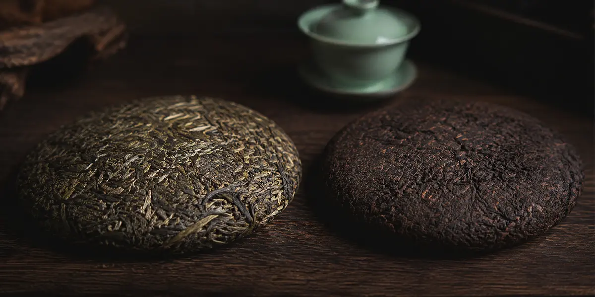 Sheng vs Shu Pu-Erh: Was ist der Unterschied und welchen wählen