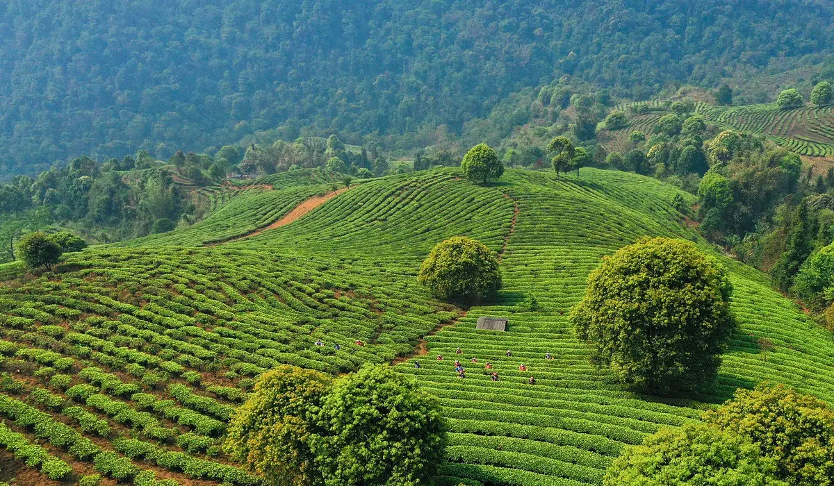 Menghai Tea Factory / TAETEA