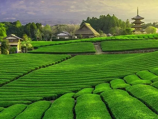 Marukyu Koyamaen