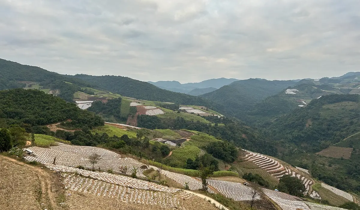 Bulang Mountain Producer