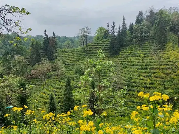 Qimen Hongcha Cooperative