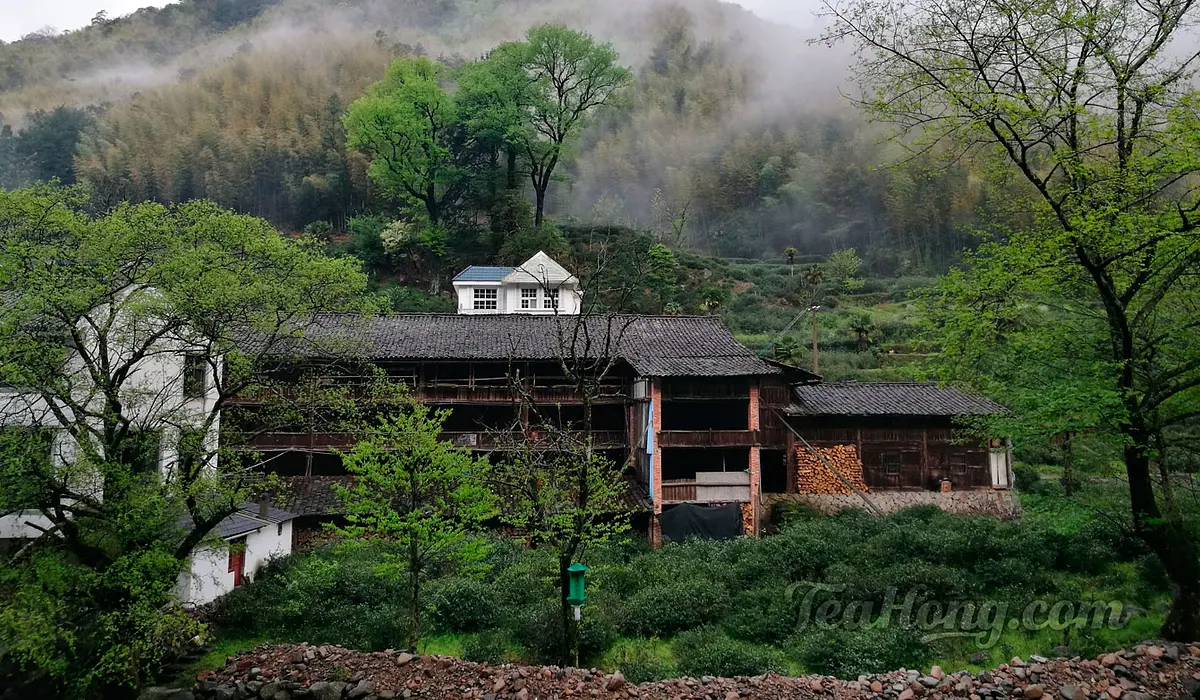 Tongmuguan Village Tea — traditional Chinese tea factory