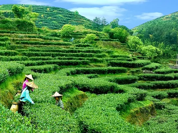 Anxi Tieguanyin Cooperative