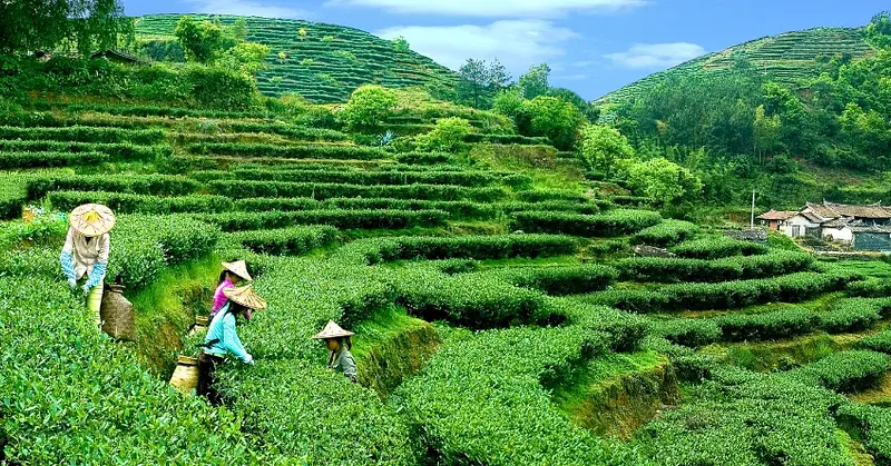 Anxi Tieguanyin Cooperative — traditional Chinese tea factory