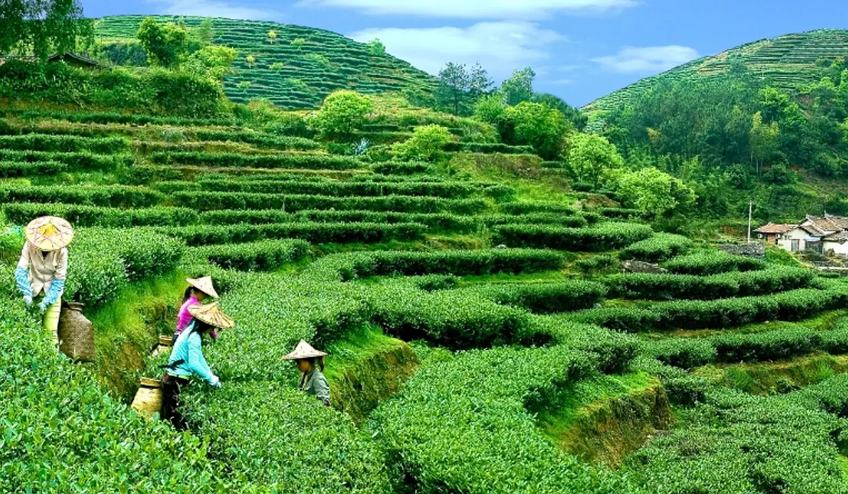 Anxi Tieguanyin Cooperative — traditional Chinese tea factory