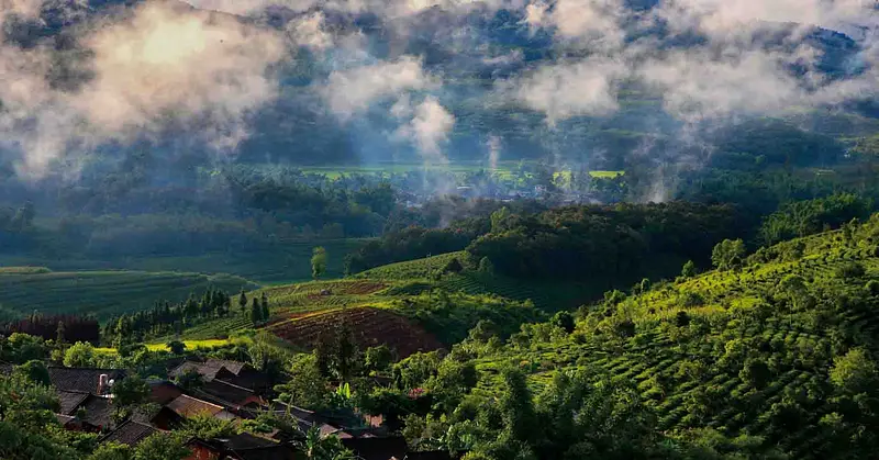 Menghai Original Ecology