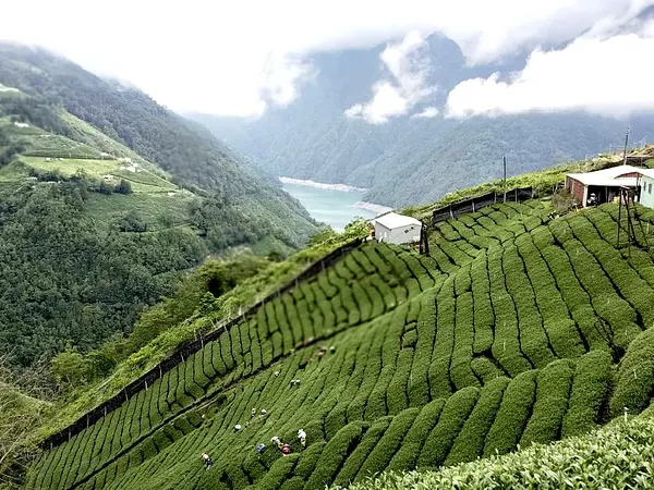 Liu Da Cha Shan Tea Co.