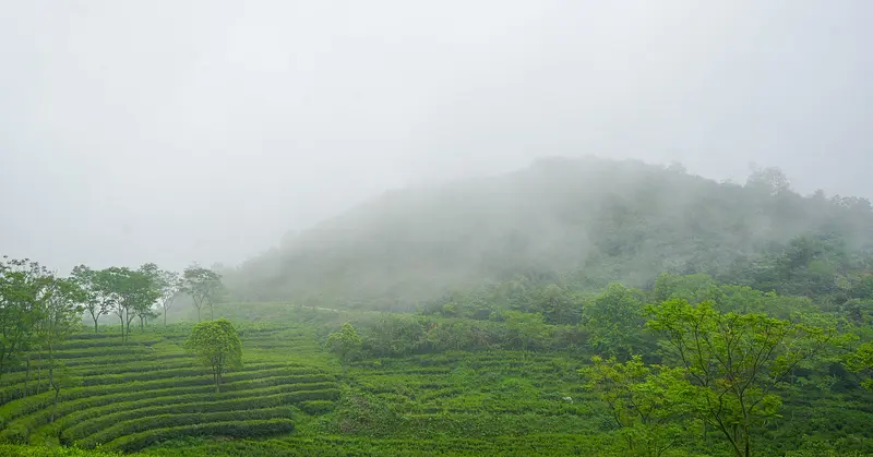 Ming Cha 茗茶