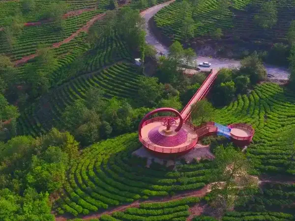 Tengjian Tea Industry