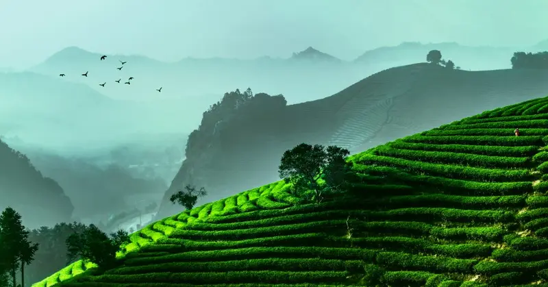Wuyi Star / Mingquan — traditional Chinese tea factory
