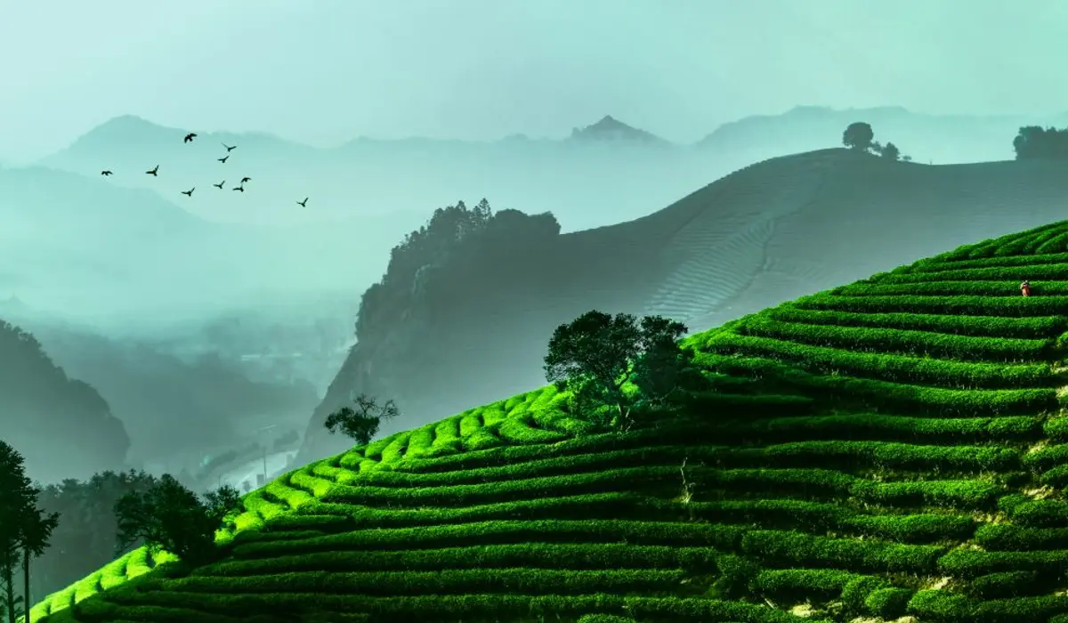 Wuyi Star / Mingquan — traditional Chinese tea factory