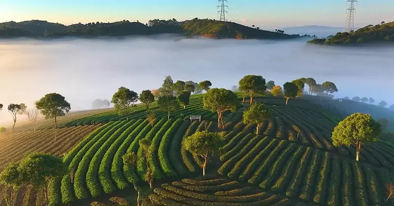 Yunnan Feishan Maochu Tea Co.