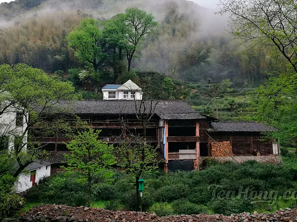 Tongmuguan Village Tea