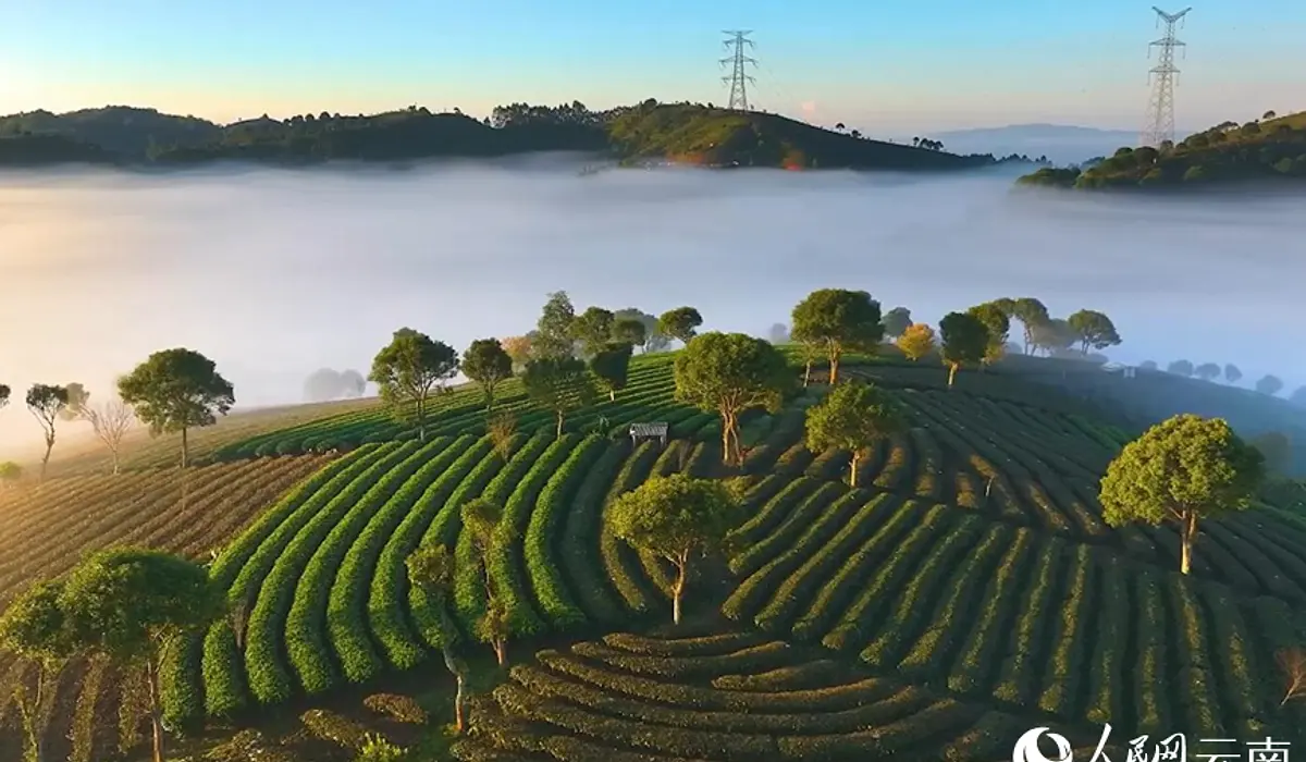 Yunnan Feishan Maochu Tea Co.