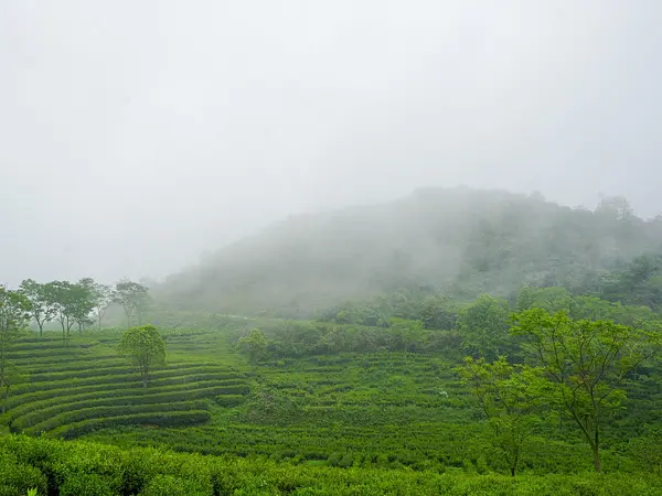 Ming Cha 茗茶