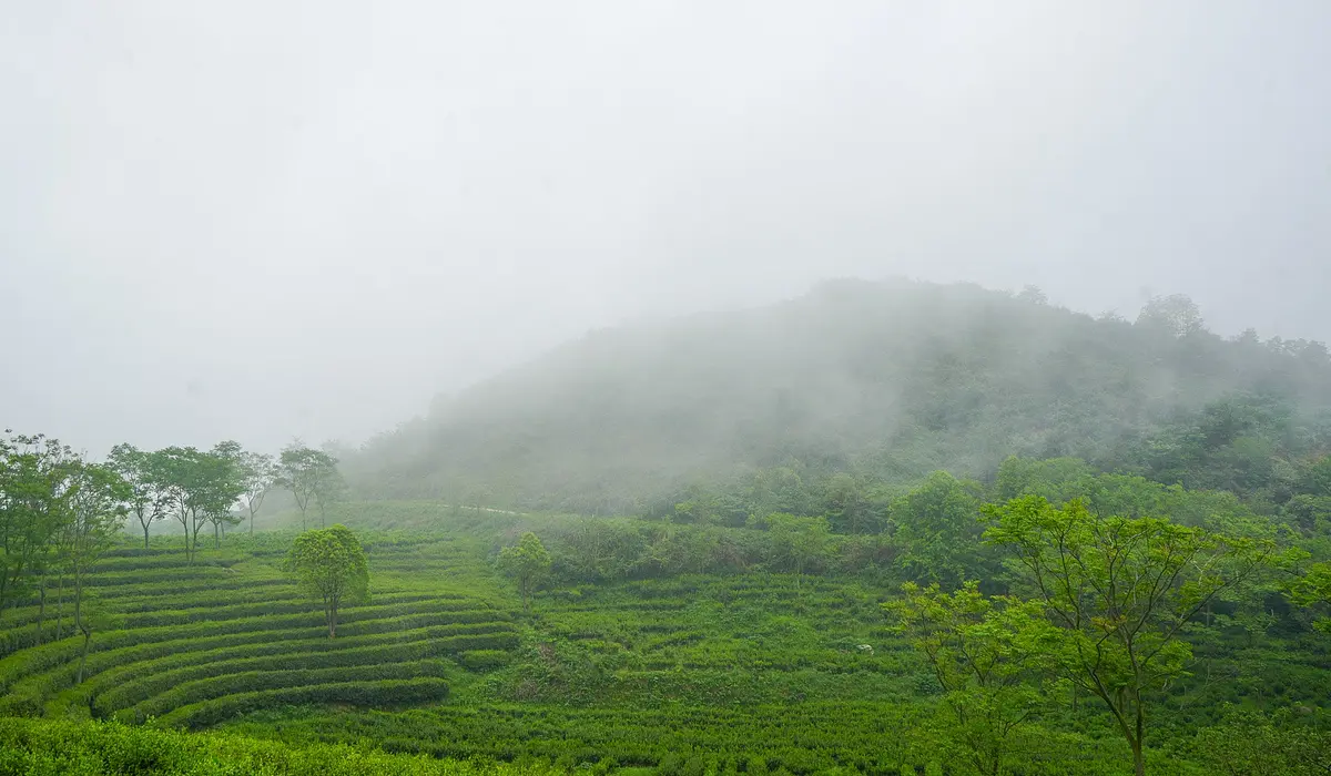 Ming Cha 茗茶