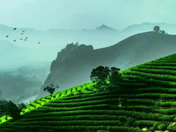 Wuyi Star / Mingquan