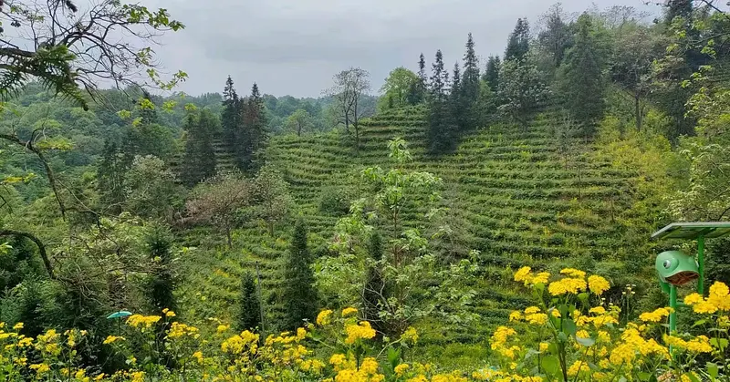 Qimen Hongcha Cooperative — traditional Chinese tea factory