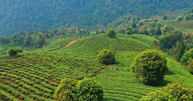 Menghai Tea Factory / TAETEA