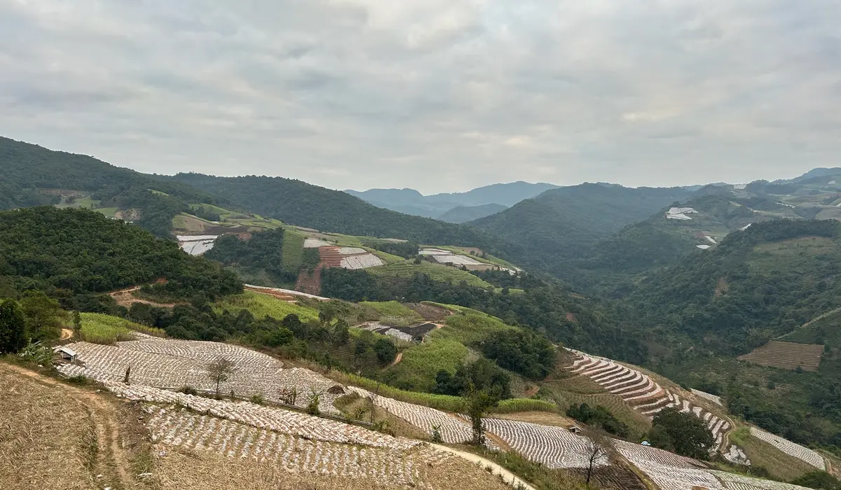 Bulang Mountain Producer — traditional Chinese tea factory