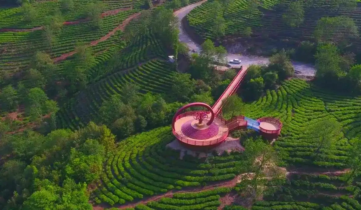 Tengjian Tea Industry