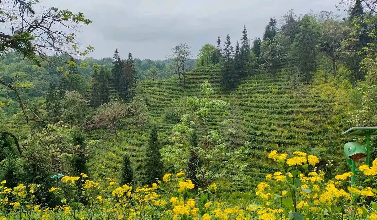 Qimen Hongcha Cooperative — traditional Chinese tea factory