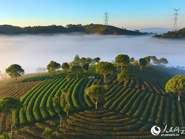 Yunnan Feishan Maochu Tea Co.