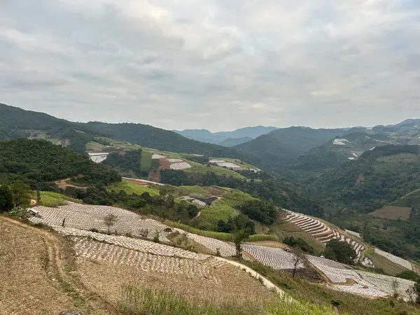 Bulang Mountain Producer