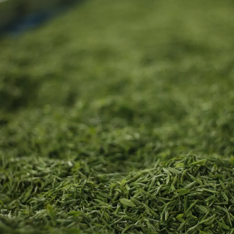 Long Jing (Dragon Well)