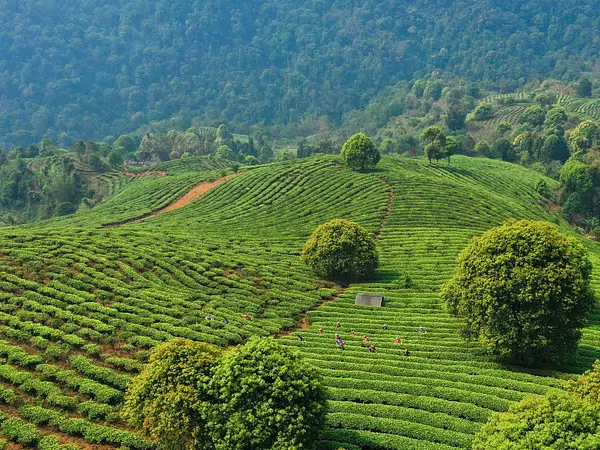 Menghai Tea Factory / TAETEA