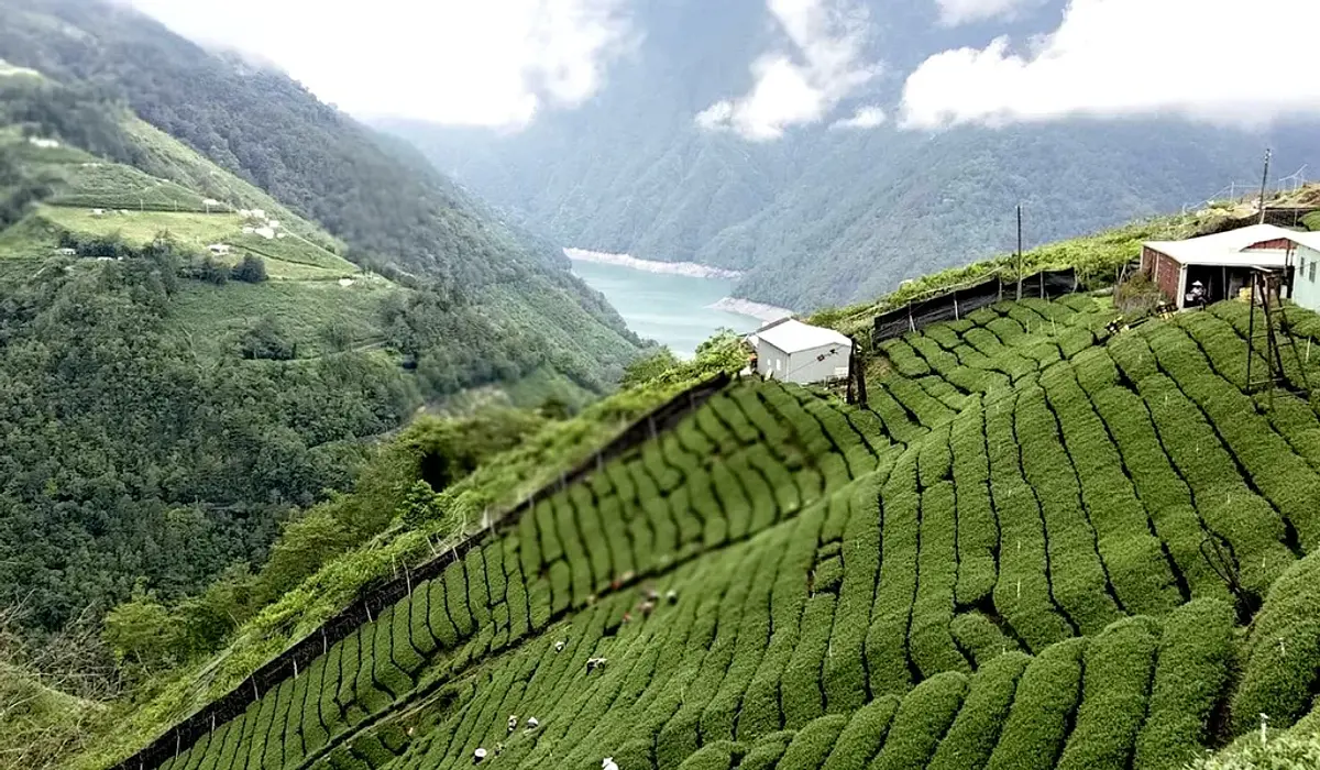 Liu Da Cha Shan Tea Co.