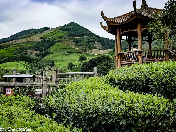 Puwen Tea Factory