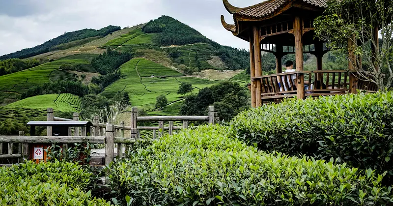 Puwen Tea Factory