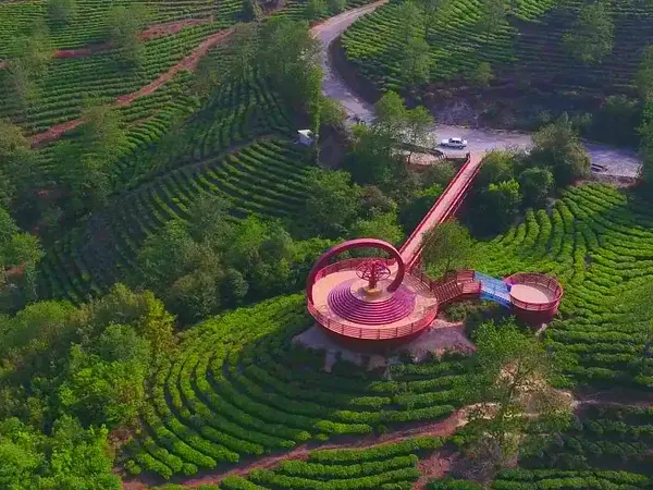 Tengjian Tea Industry