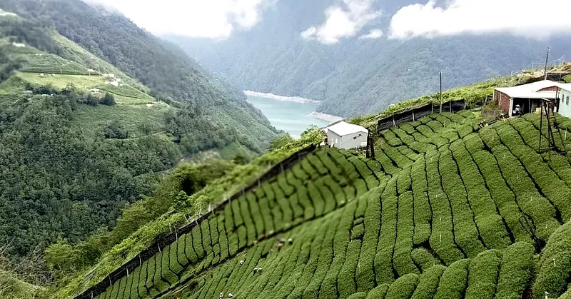 Liu Da Cha Shan Tea Co.